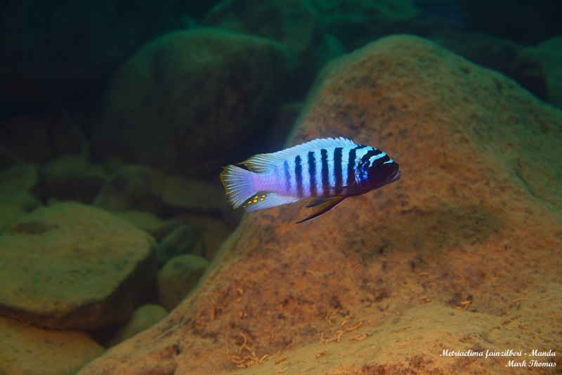 Maylandia fainzilberi 'Manda'